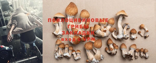 ПСИЛОЦИБИНОВЫЕ ГРИБЫ Белокуриха